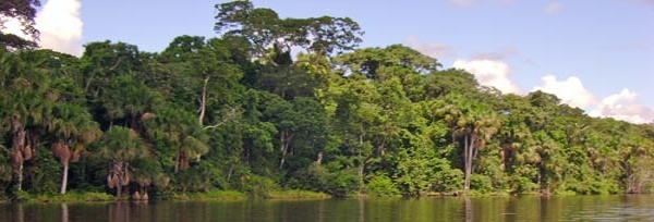Arboles en el lago Cocococha