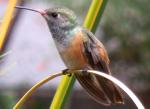 Kolibri, Vogelwelt Peru