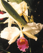 Orquidea, LC hibrida