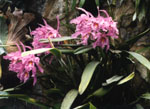 Orquidea, Cattleya maxima