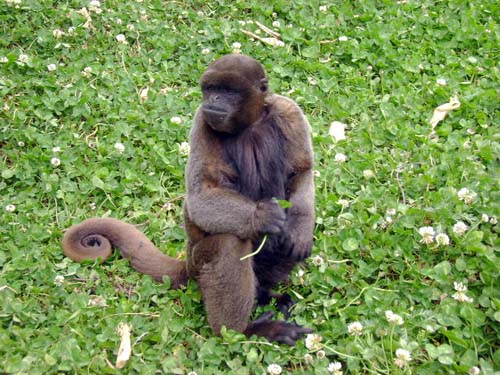 Mono en el zoológico de la Granja Porcón