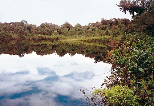 Laguna en el sector San Daniel dentro del Parque Nacional Yanachaga-Chemillén