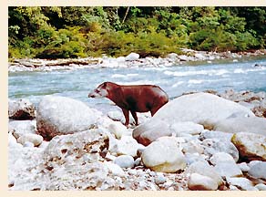 Tapir (sachavaca) en playa del río Iscozacín