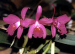 Orquidea, Cattleya trianae