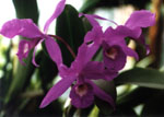Orquidea, Cattleya trianae