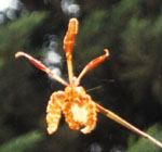 Orquidea, Psychopsis kramerianum