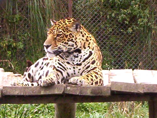 Leopardo en el zoológico de la Granja Porcn